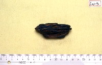 藏品(破牛牙二枚)的圖片